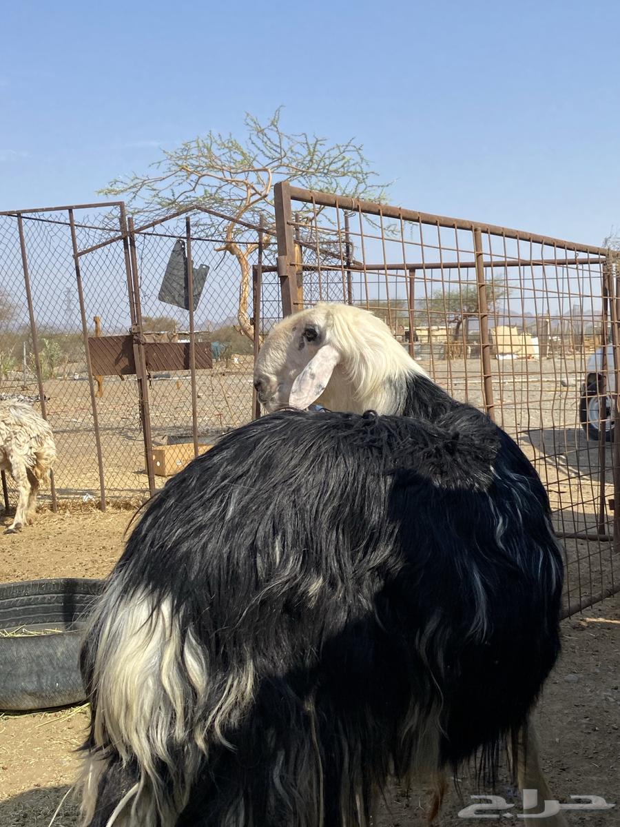 طلي نجدي صنف فاخر(تم البيع )64492366490882114