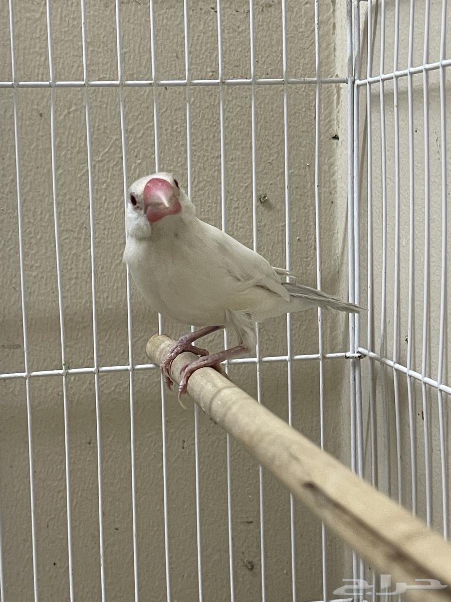 Java Dilaut female (Sold)64493423745539114