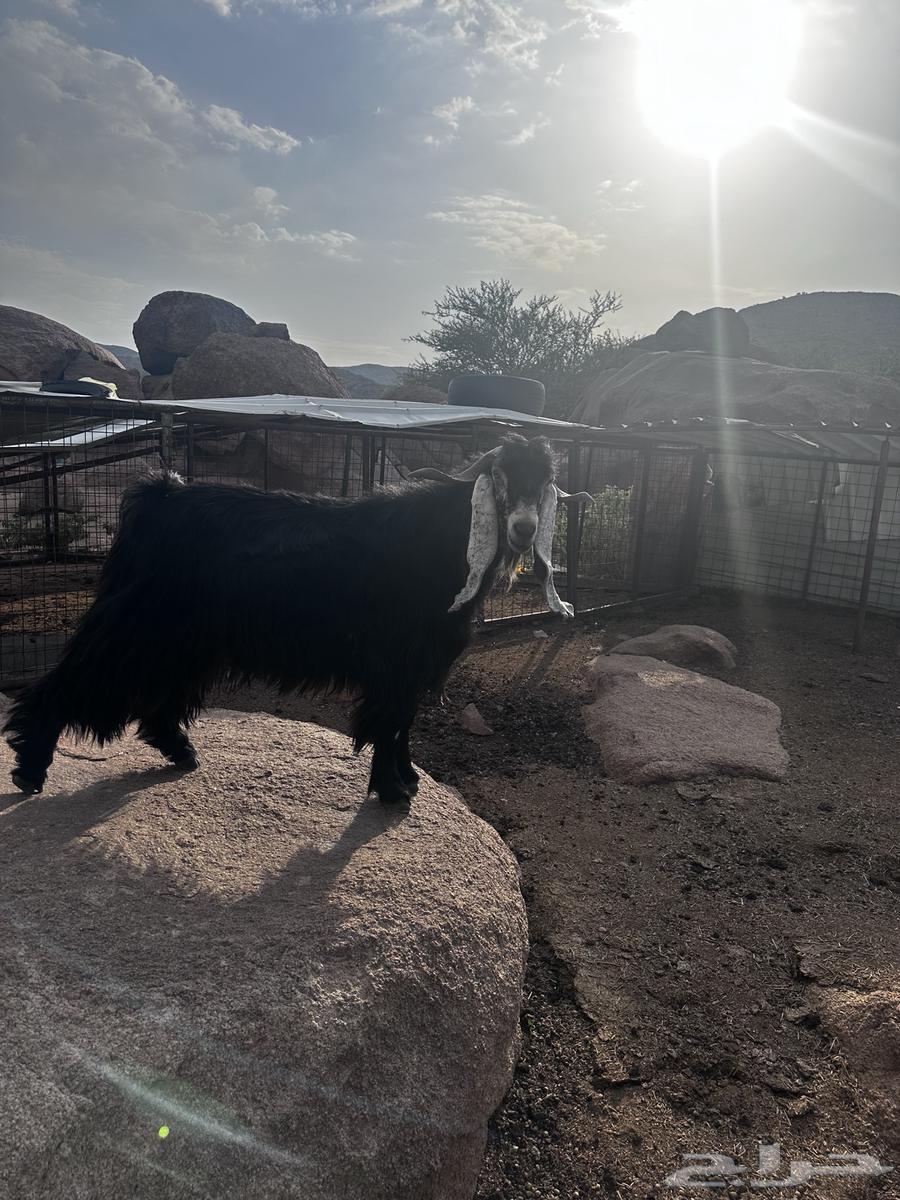 Ram for sale, stud ram64491306941185110