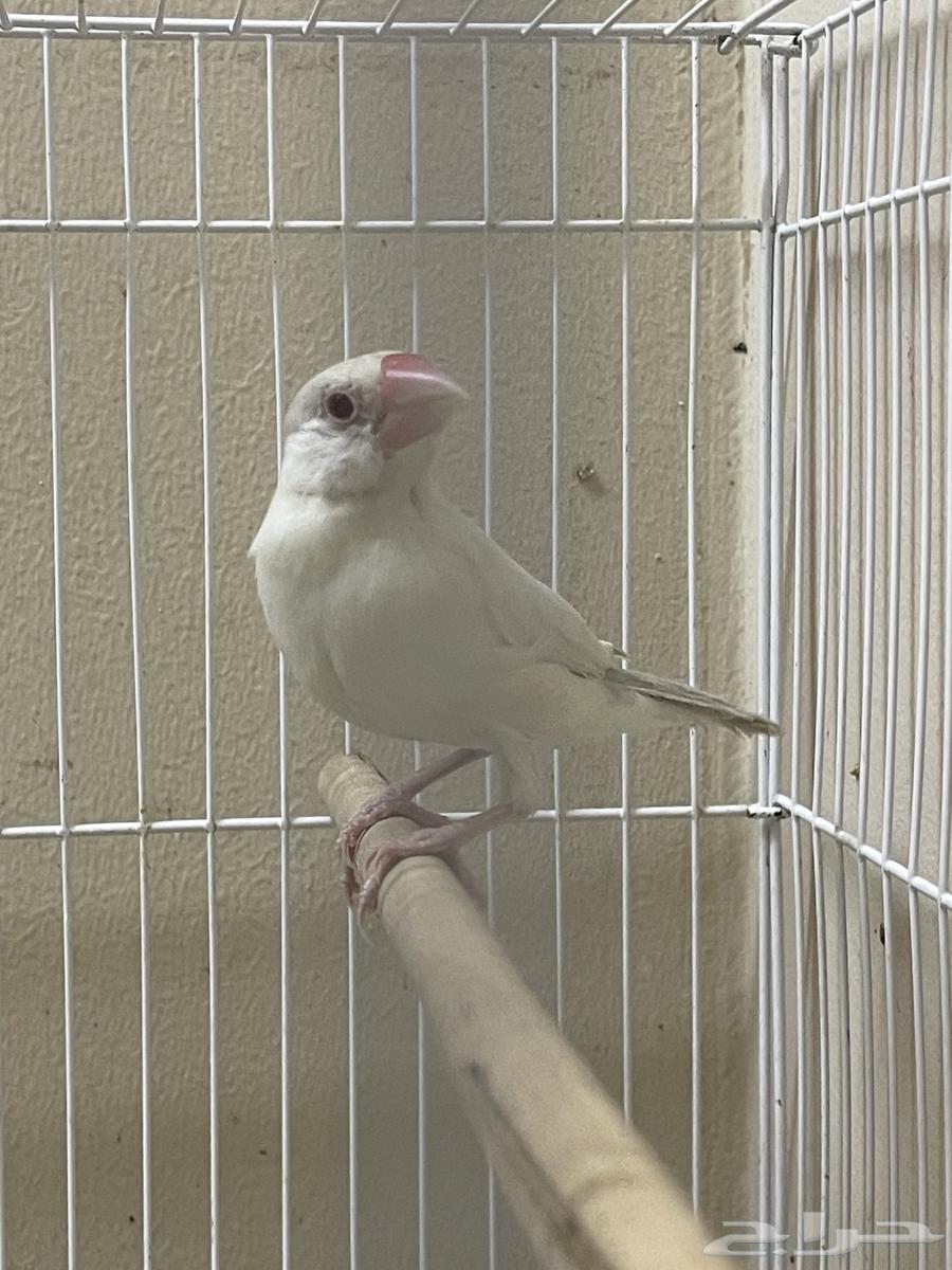 Java Dilaut female (Sold)64493423745539110