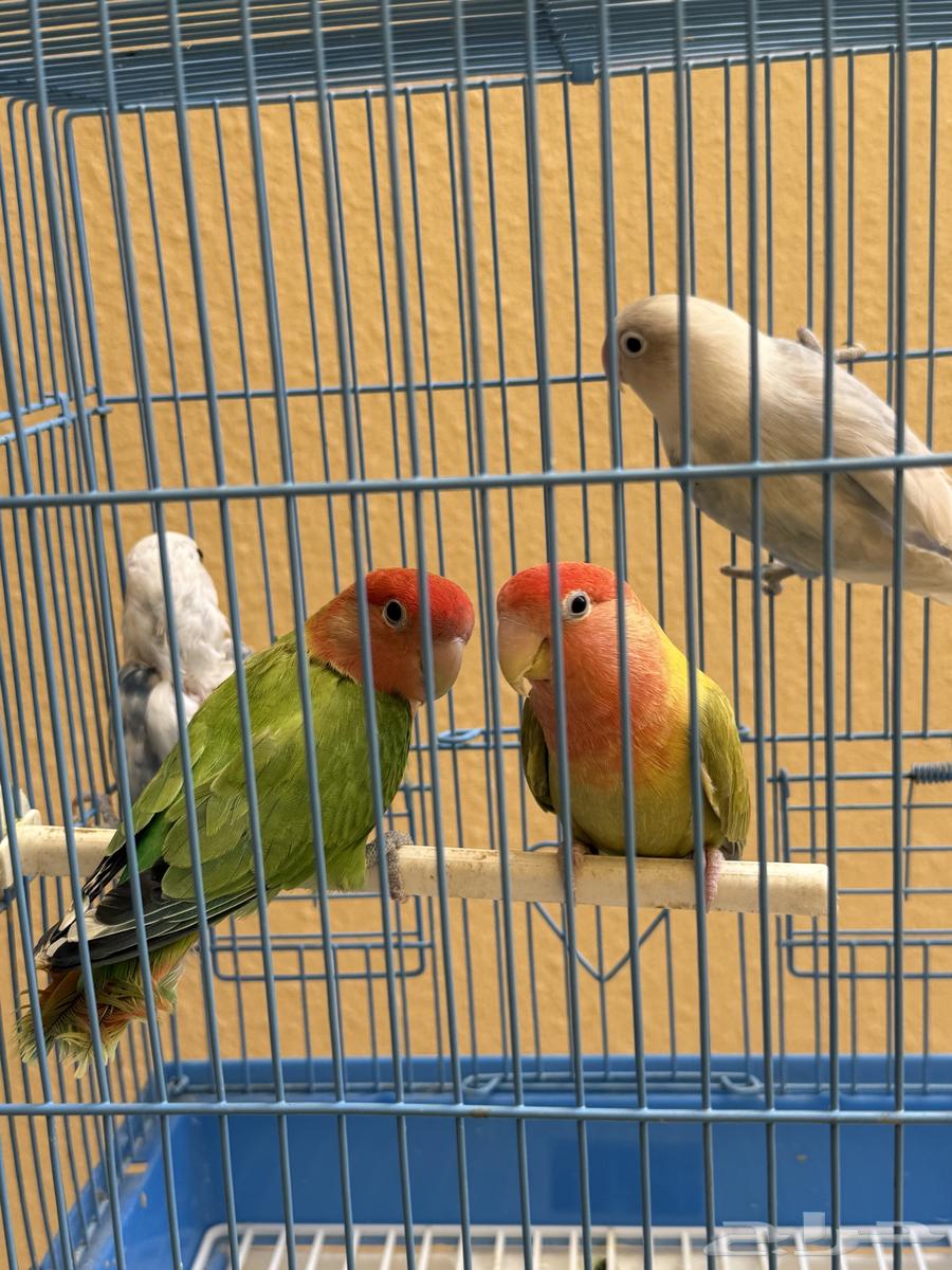 للبيع 3 حبات روزات و1 فيشر64487691033345112