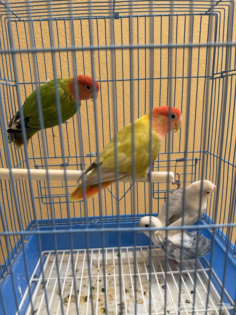 للبيع 3 حبات روزات و1 فيشر64487691033345113