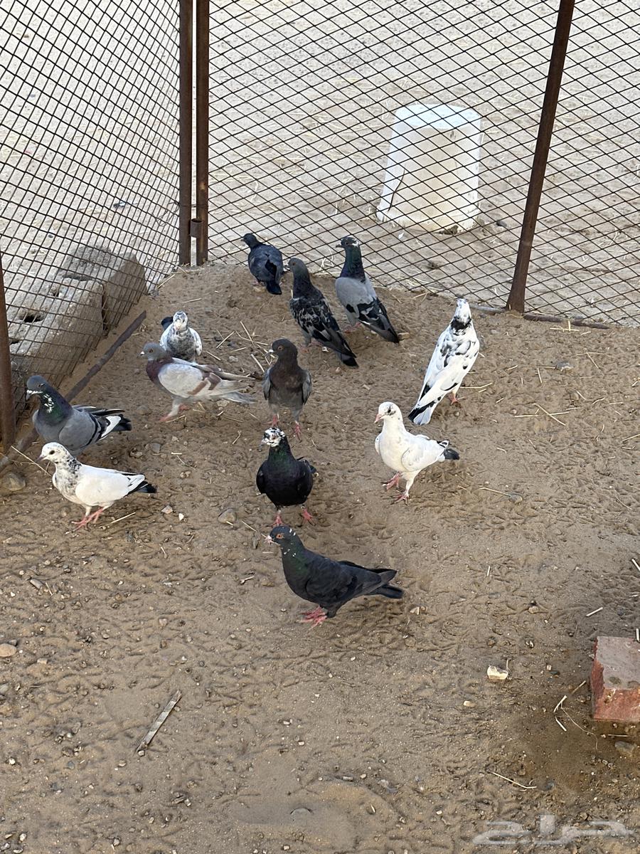 حمام بلدي للبيع أجواز وشحم الحمام الباكستاني مهو للبيع64492080736515113