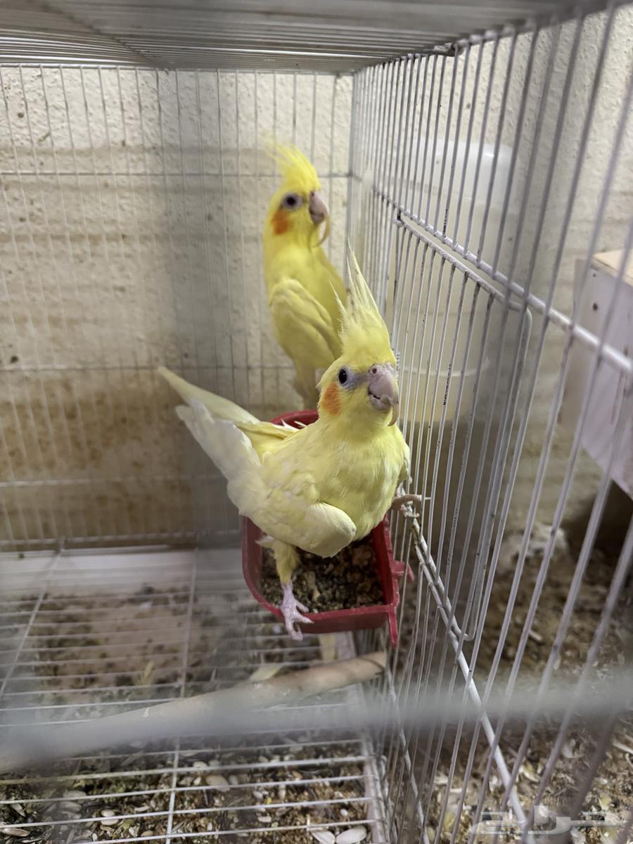 درة هندي للبيع وتاخذ معه 2 كروان هدية64493823403010112