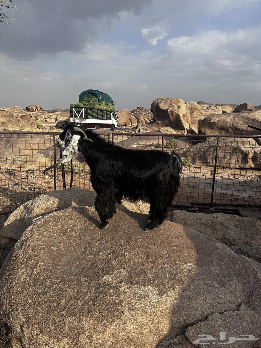 Ram for sale, stud ram64491306941185113