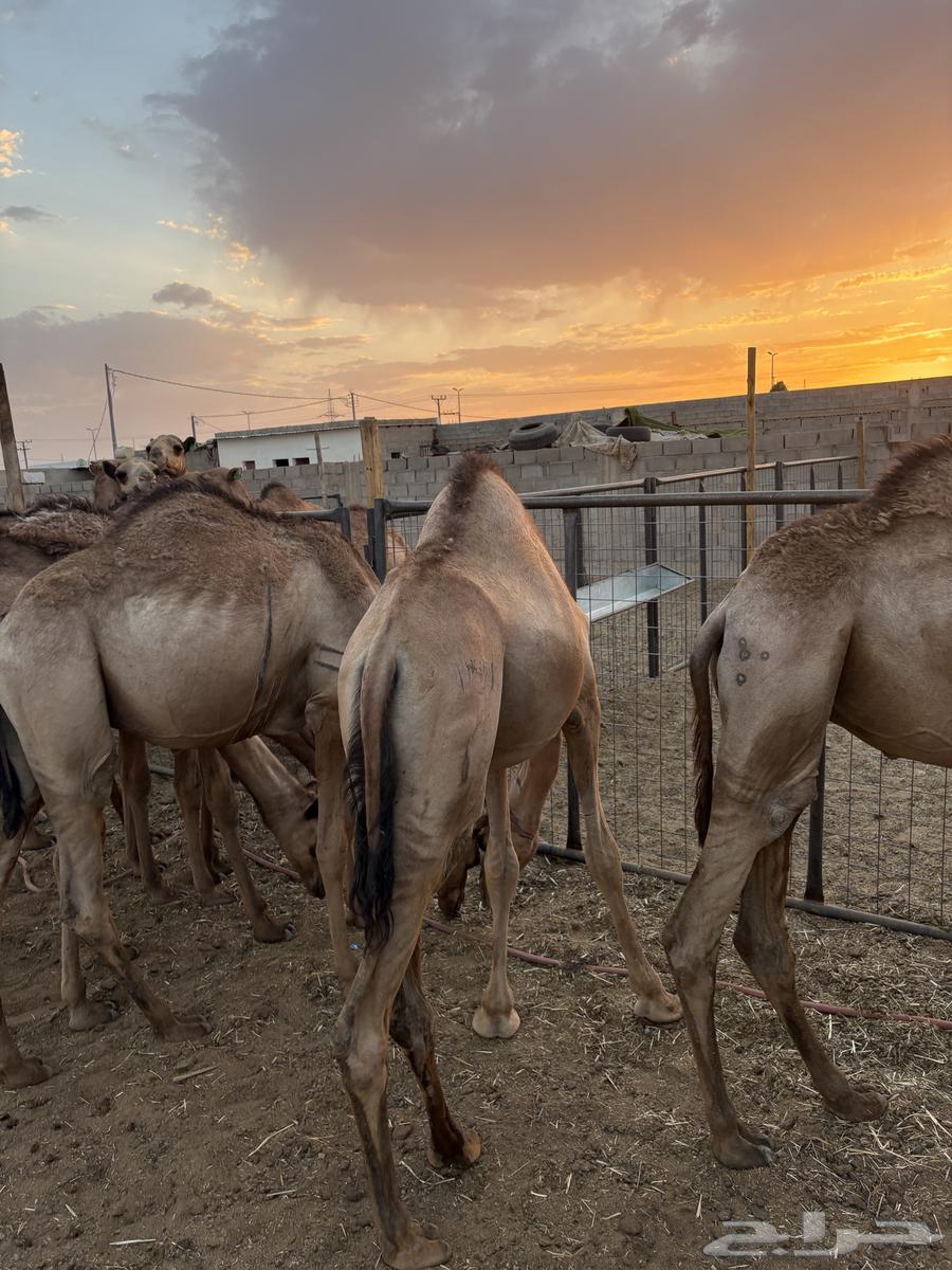 حشو للبيع64493614616961114