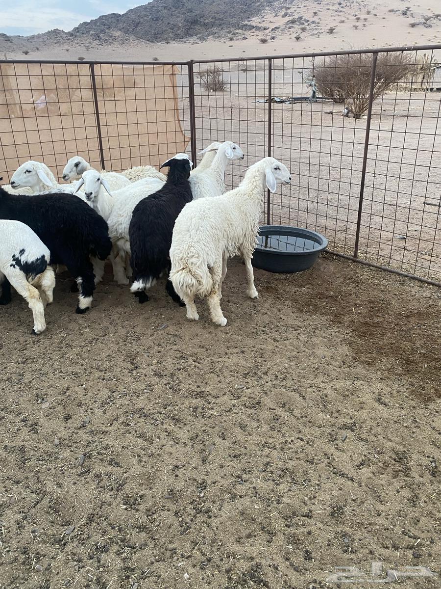 رخال مقنوي جاهزه للفحل العدد 13 العمره 7شهور64492813222147110