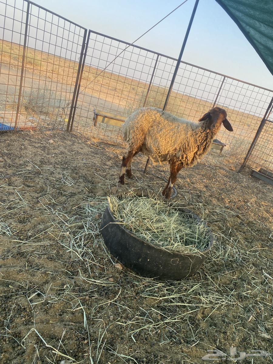 نعجه نعيميه دافع64492080727298113