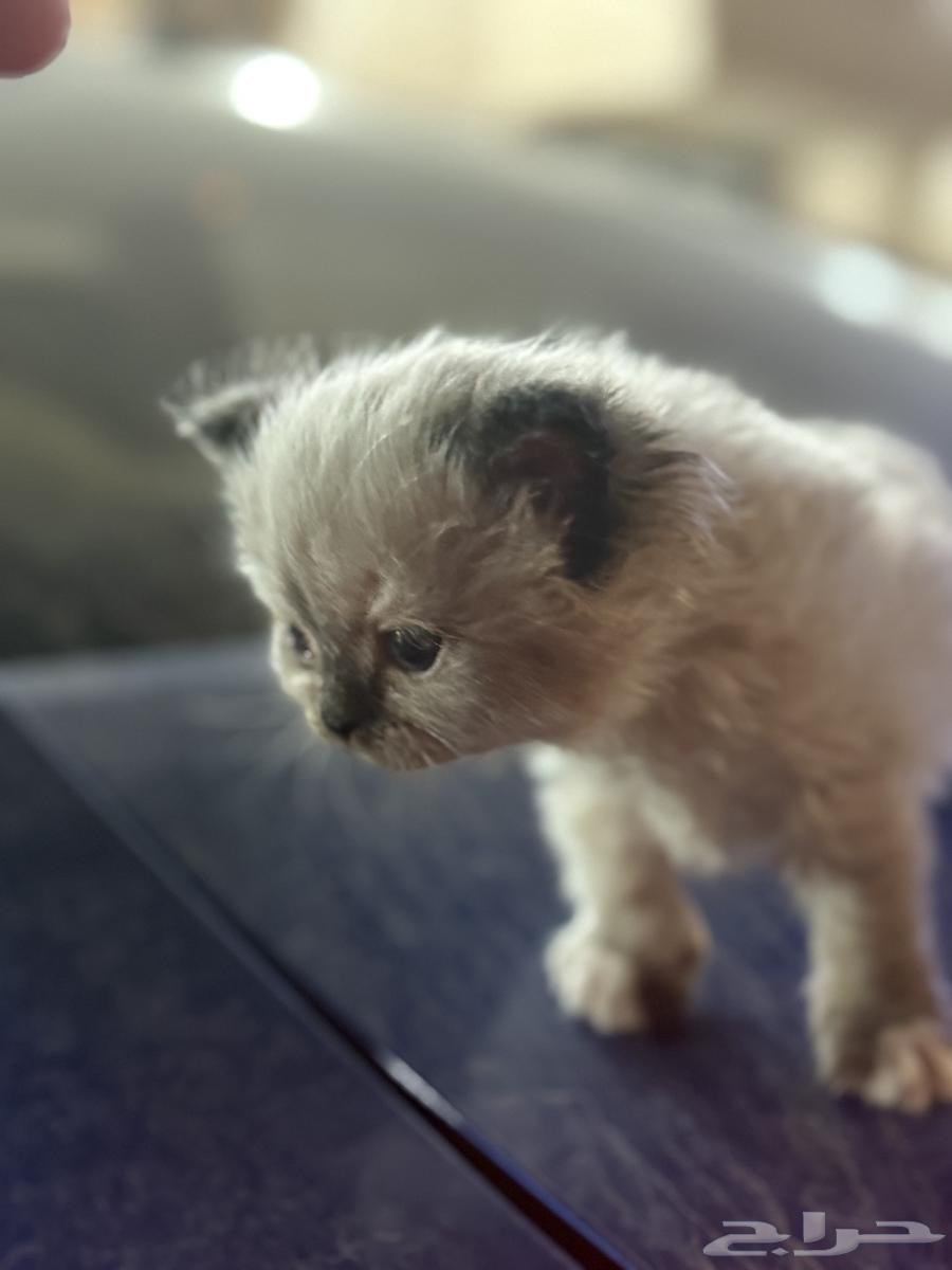 قطط بيرشن وهيمالايا64494855137155113