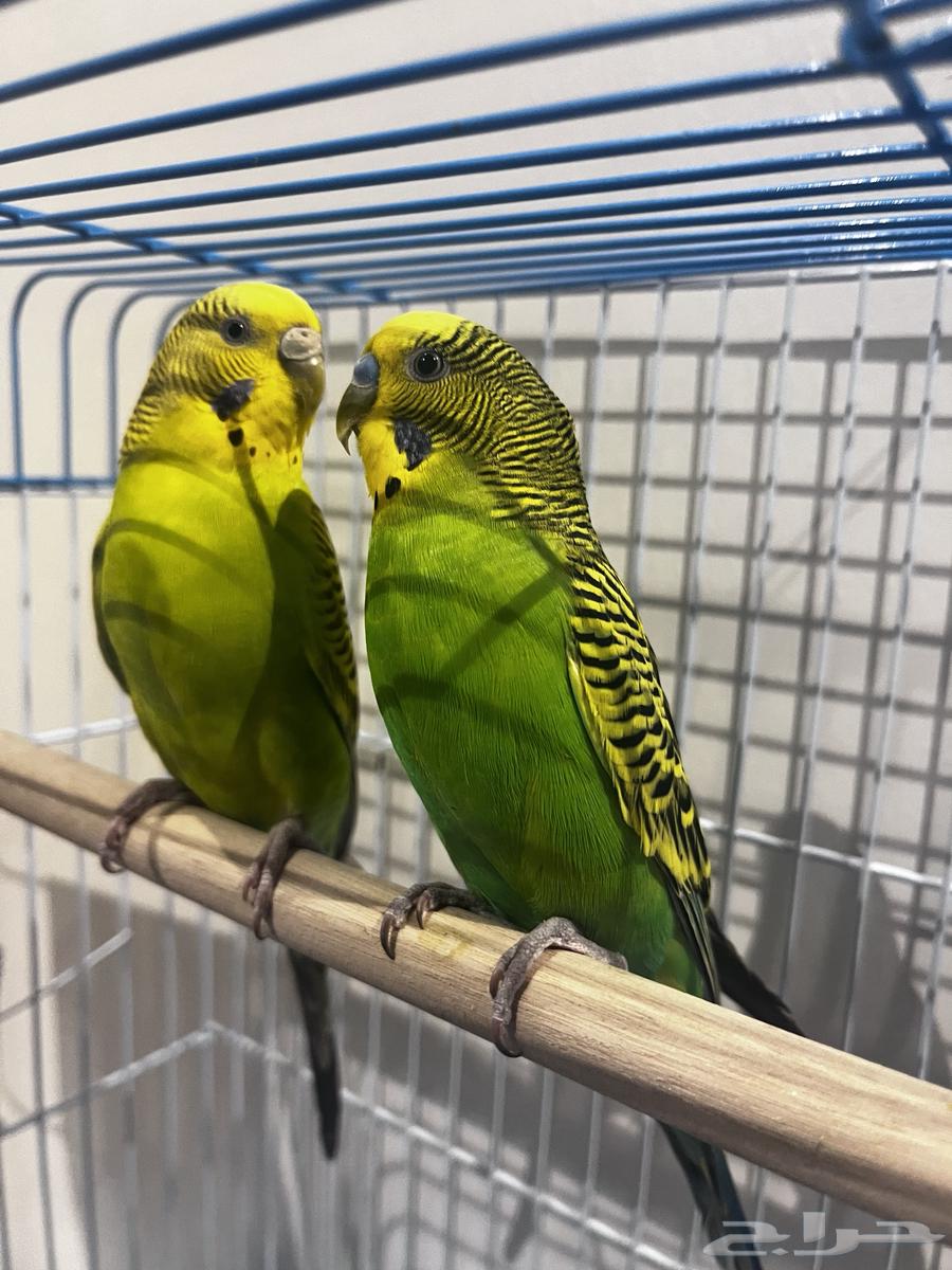 جوز بادجي هولندي للبيع لاعلى سعر64492704385922111