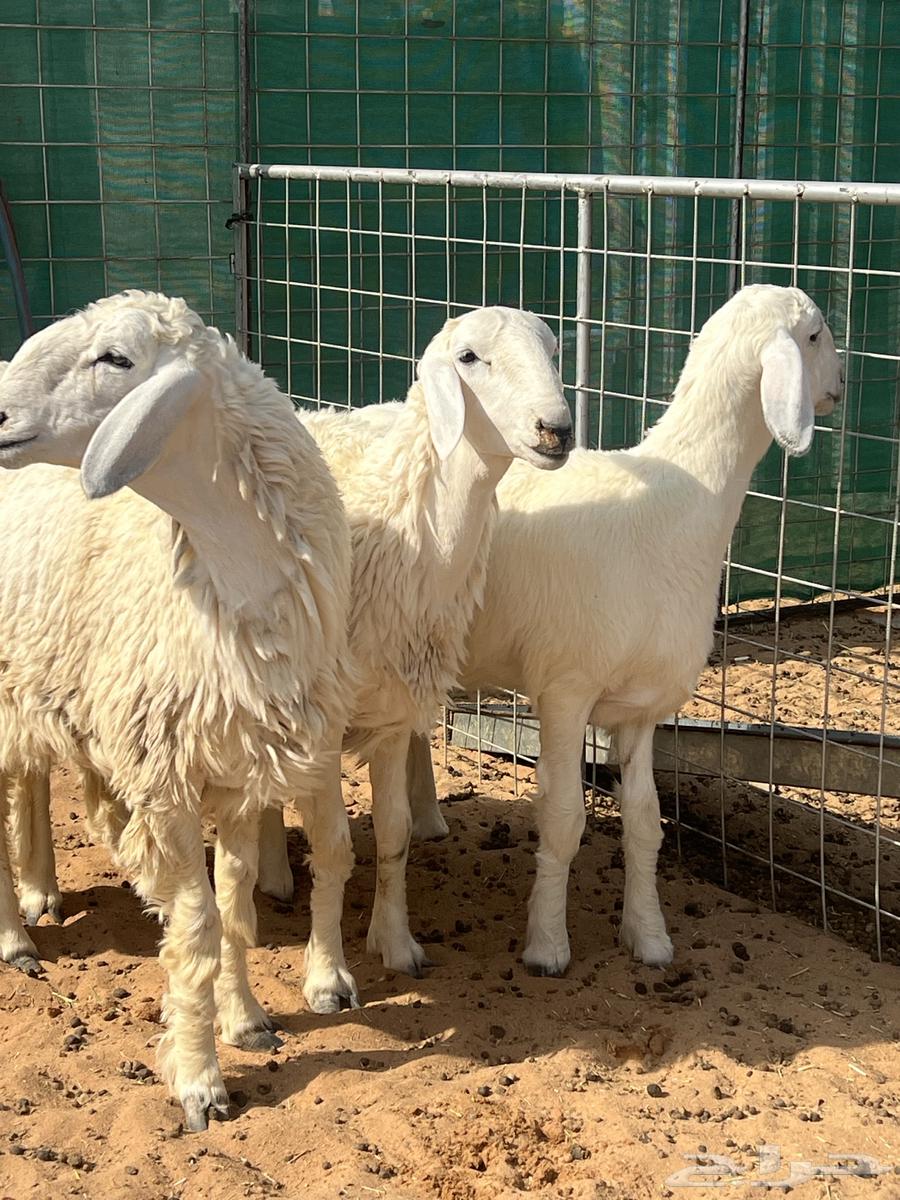 رخال نوادر 7 شهور64491741028227110