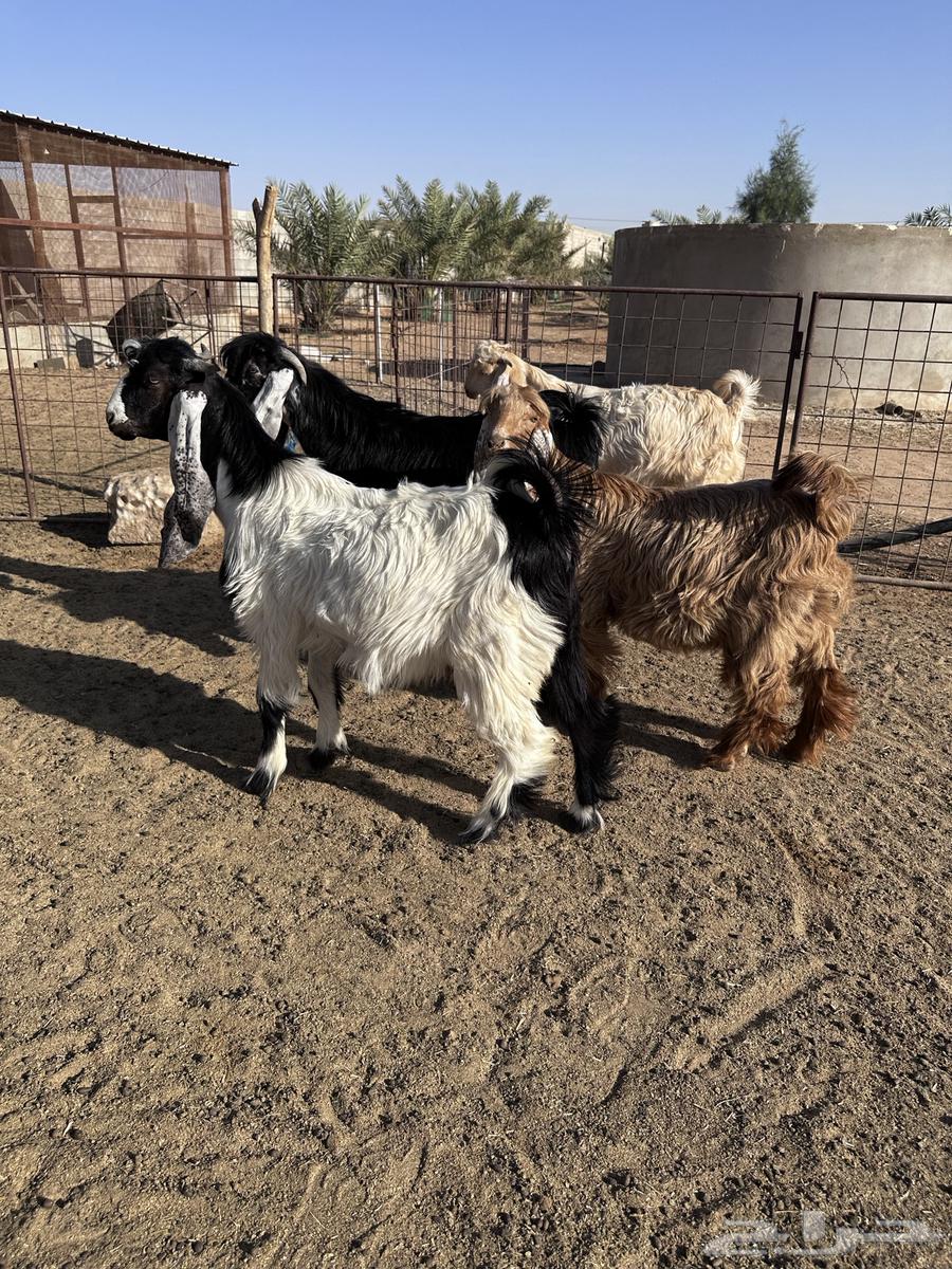 تيوس عوارض وجفرة- تم البيع64491085224323110