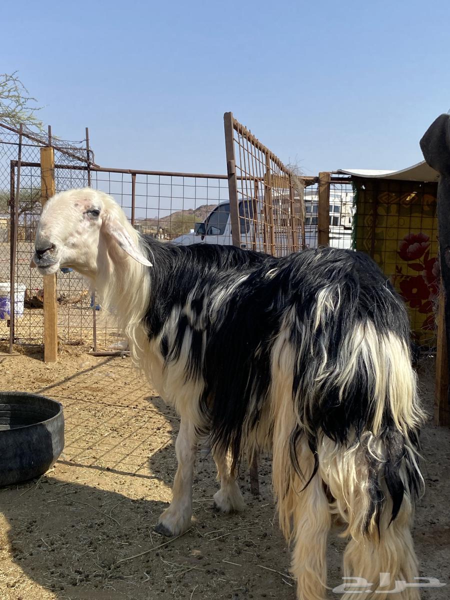 طلي نجدي صنف فاخر(تم البيع )64492366490882113