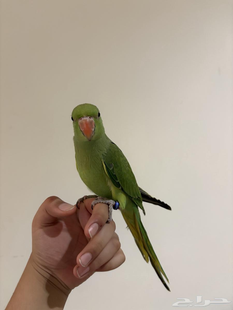 دره هنديه جداا أليفه و متكلمه للبدل أو للبيع64492203359873112