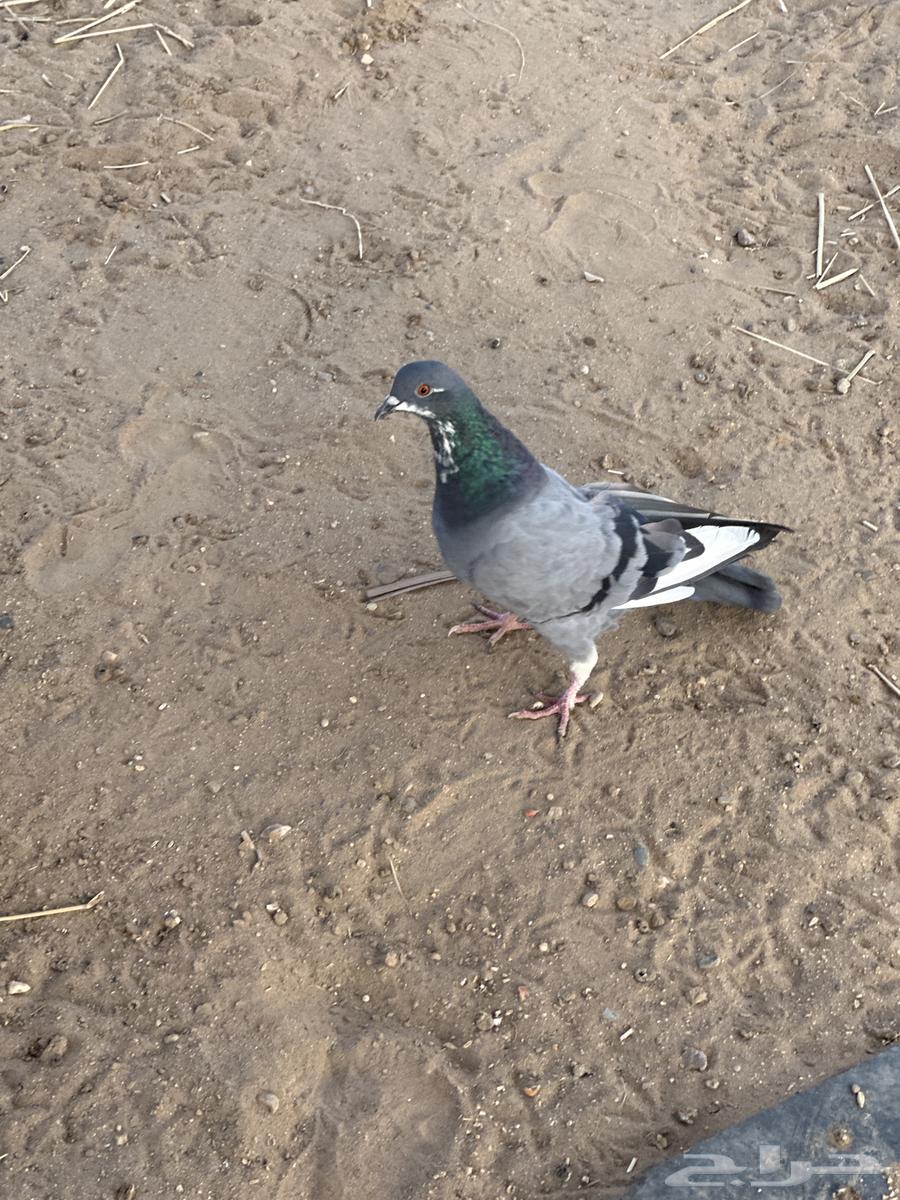 حمام بلدي للبيع أجواز وشحم الحمام الباكستاني مهو للبيع64492080736515114