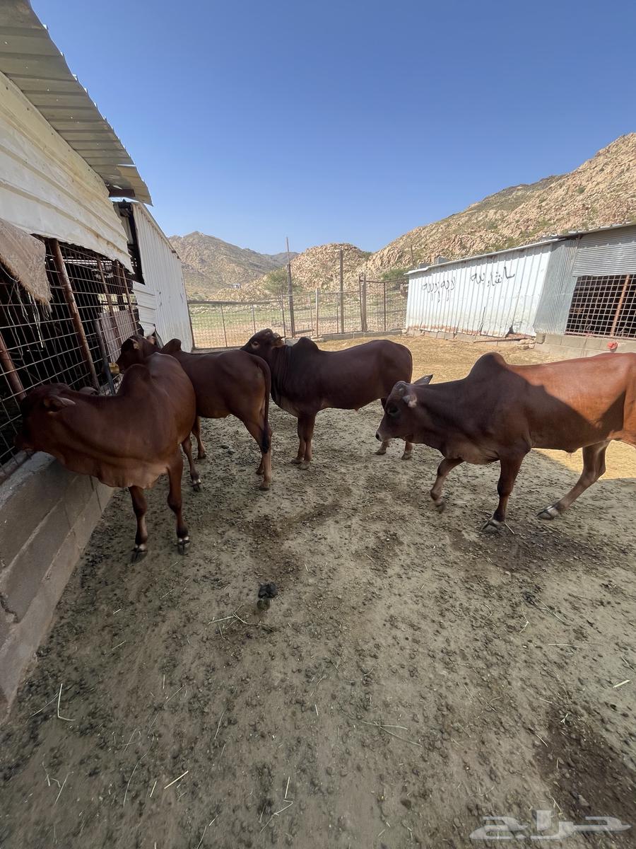 حسلان بلدي64487650050307110