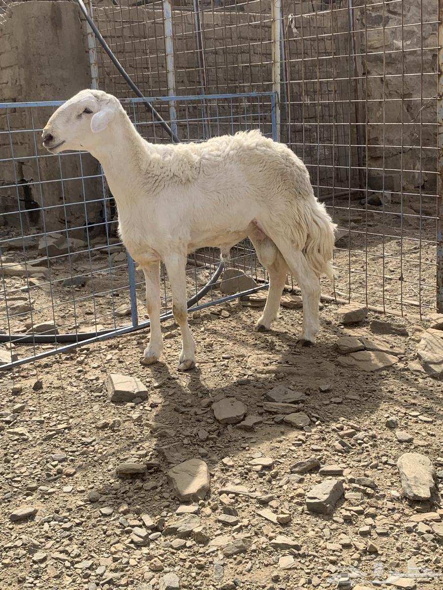 Stallion for conditional free sale64487387880195112