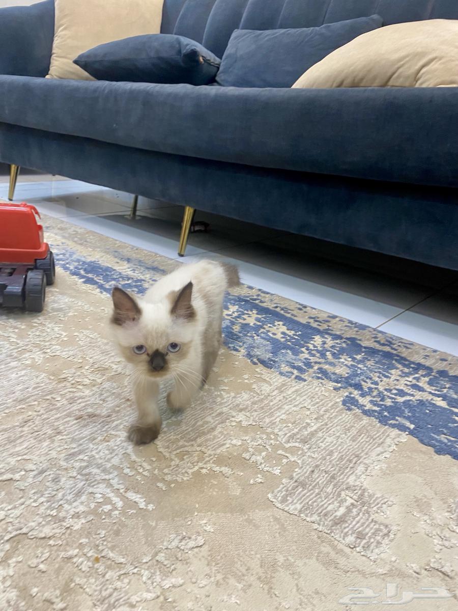 Enough, cat64491564779009110