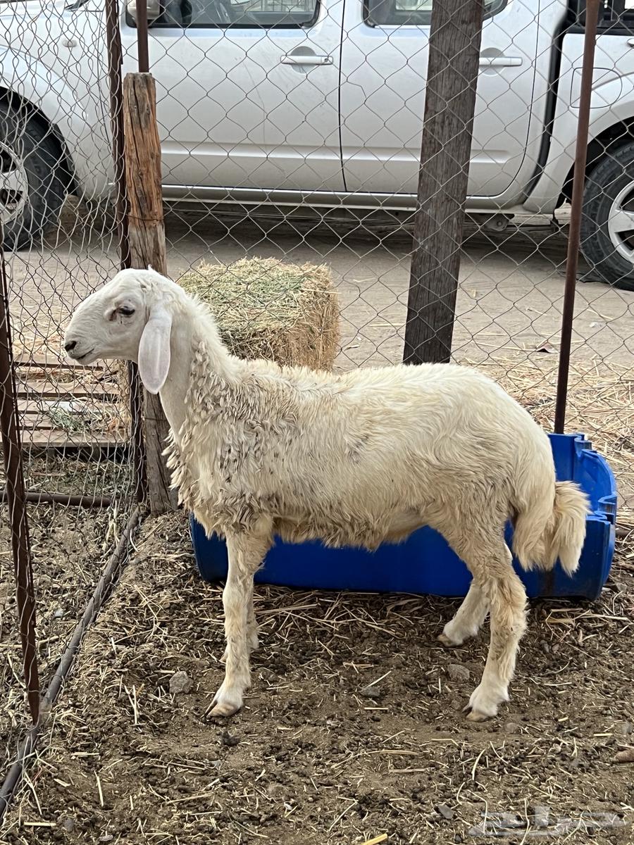 طلي حرى ( تم البيع )64487622715010110