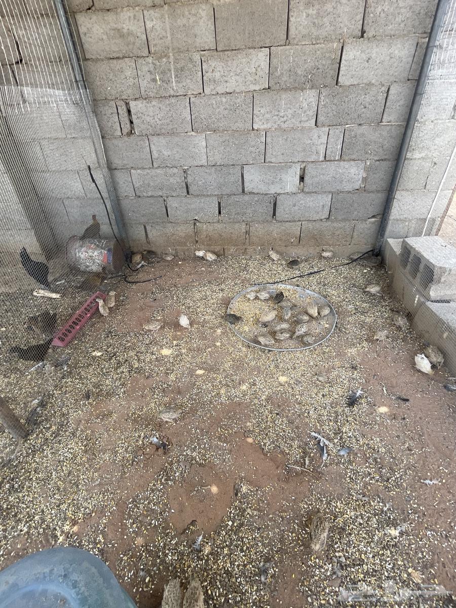 للبيع سمان64493300447107112