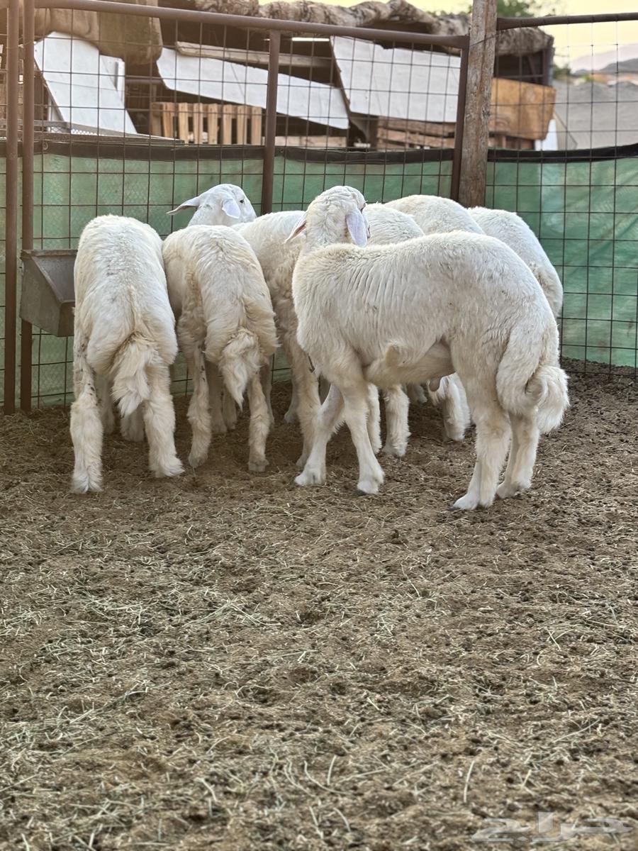 طليان للبيع جمله وتفريد64486482849922112