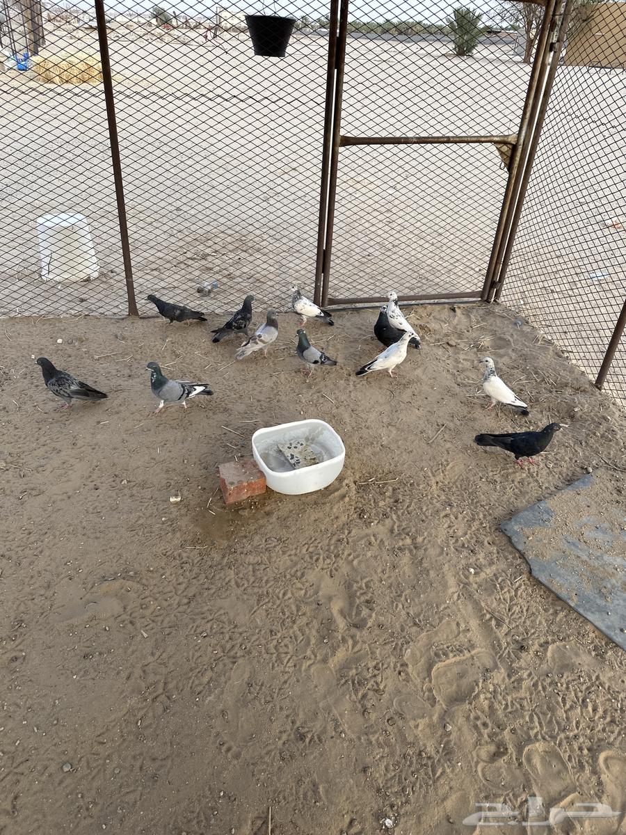 حمام بلدي للبيع أجواز وشحم الحمام الباكستاني مهو للبيع64492080736515111