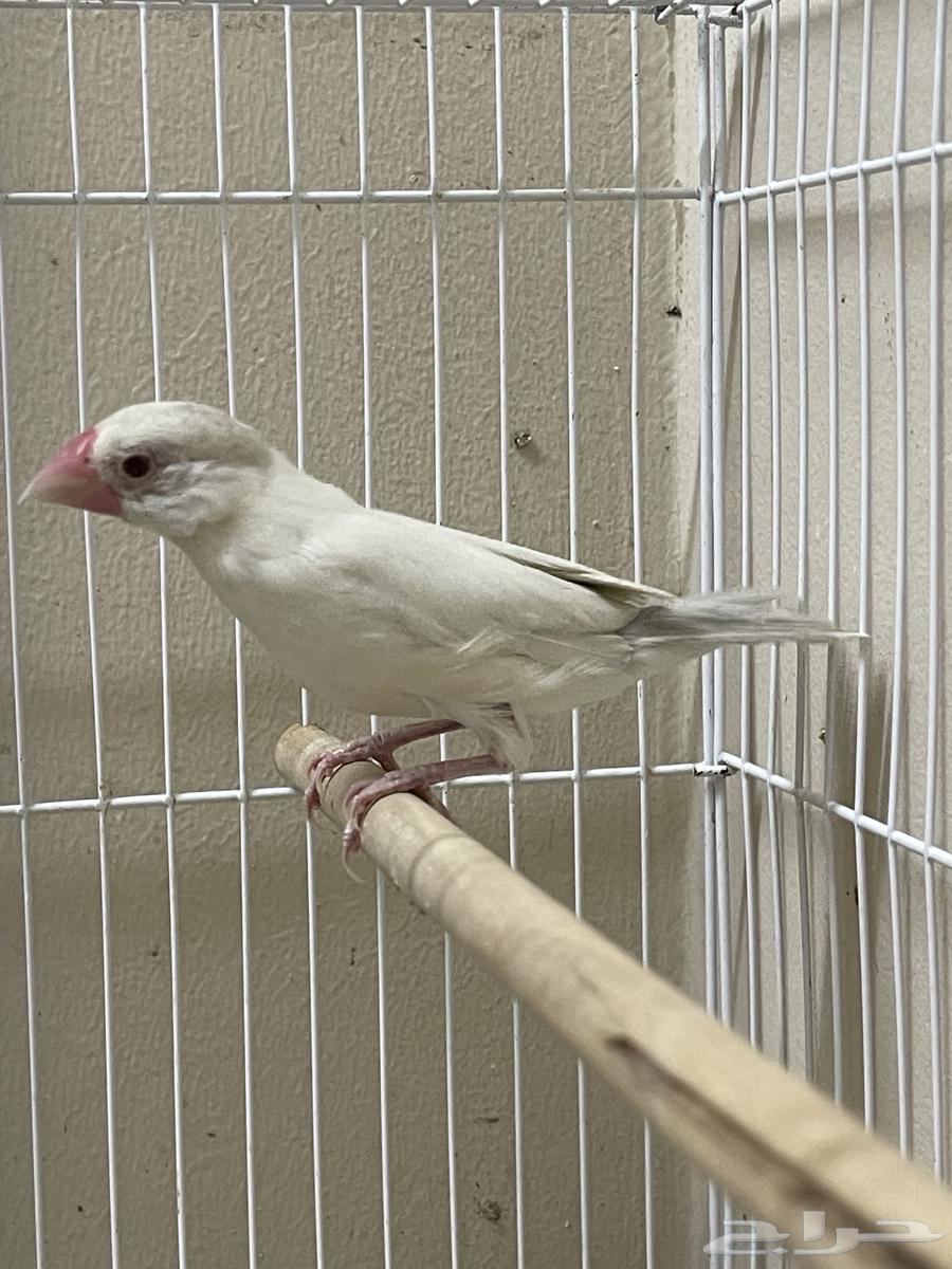 Java Dilaut female (Sold)64493423745539113