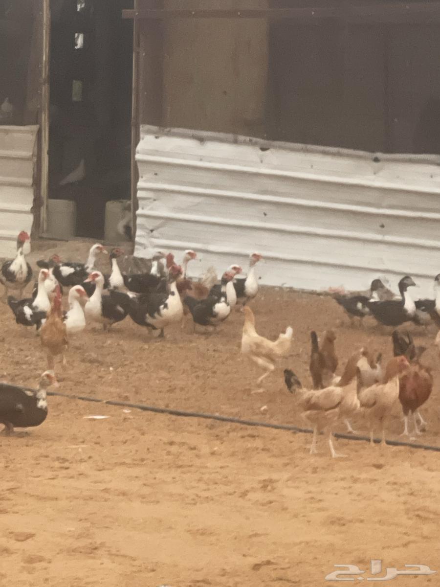 بط للبيع ص64492054031745111