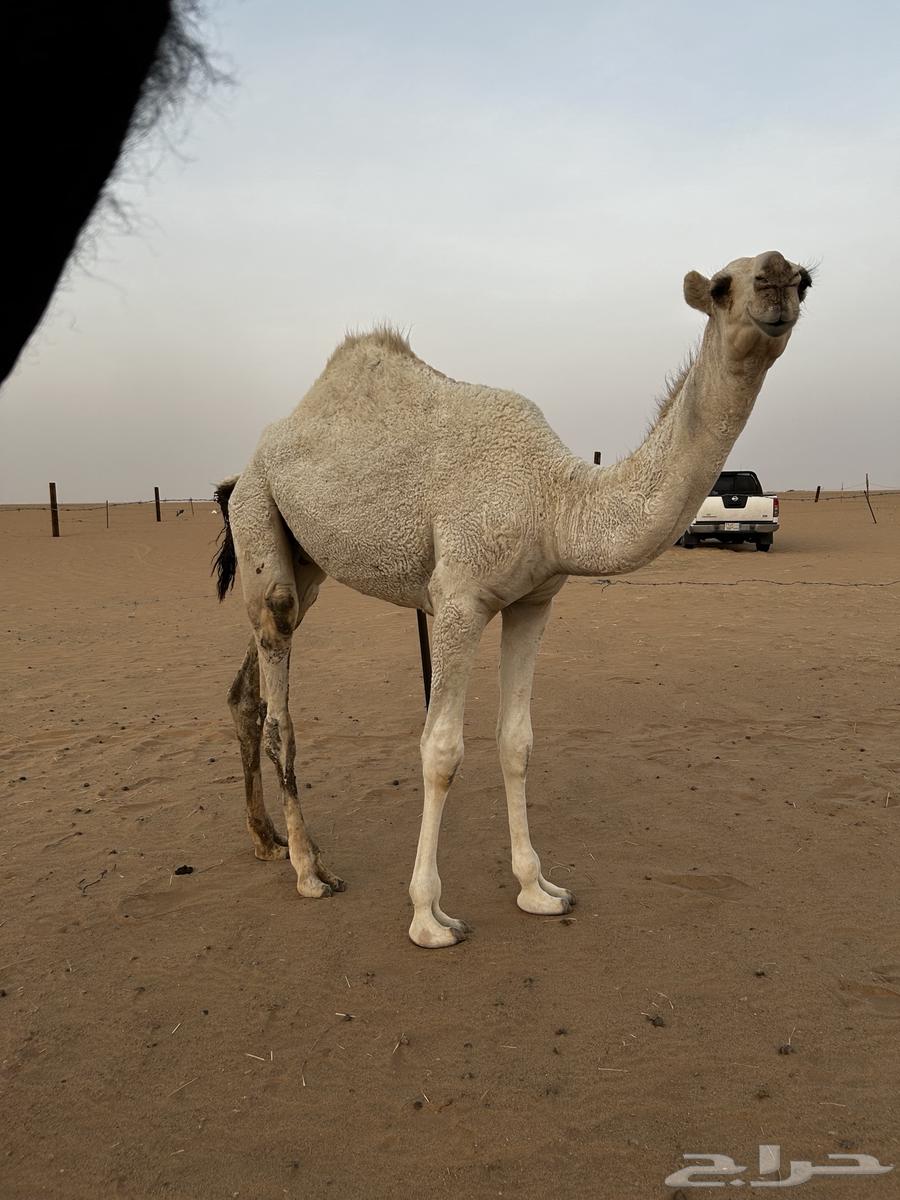 قعود للبيع64494222202753110