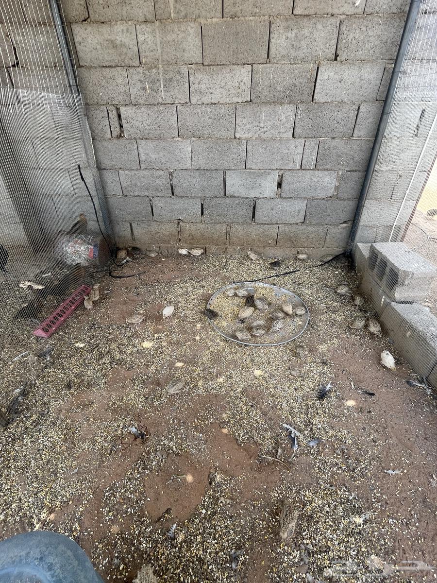 للبيع سمان64493300447107113