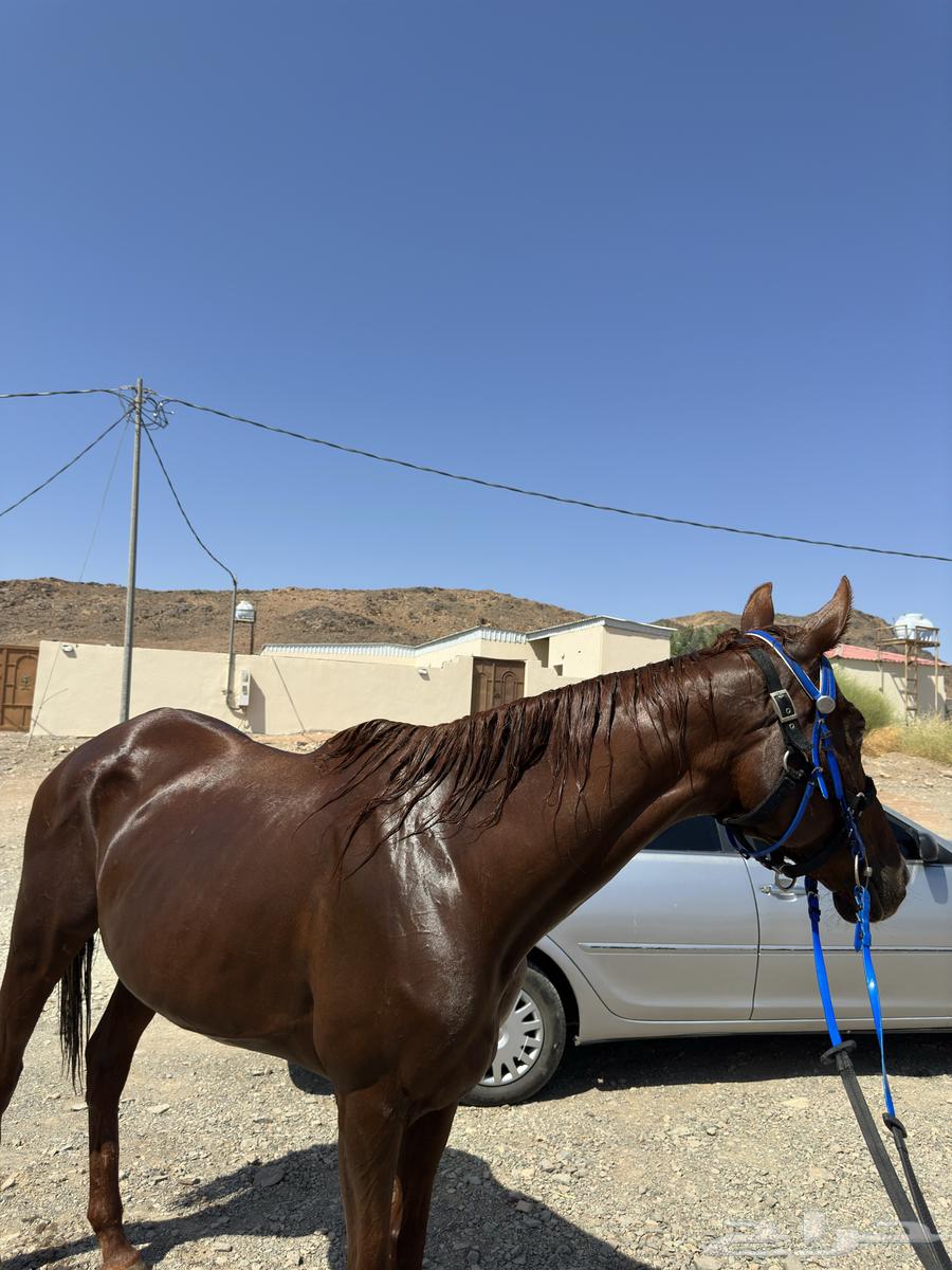 فرس انقليزيه للبيع معها أوراق64492907678722110