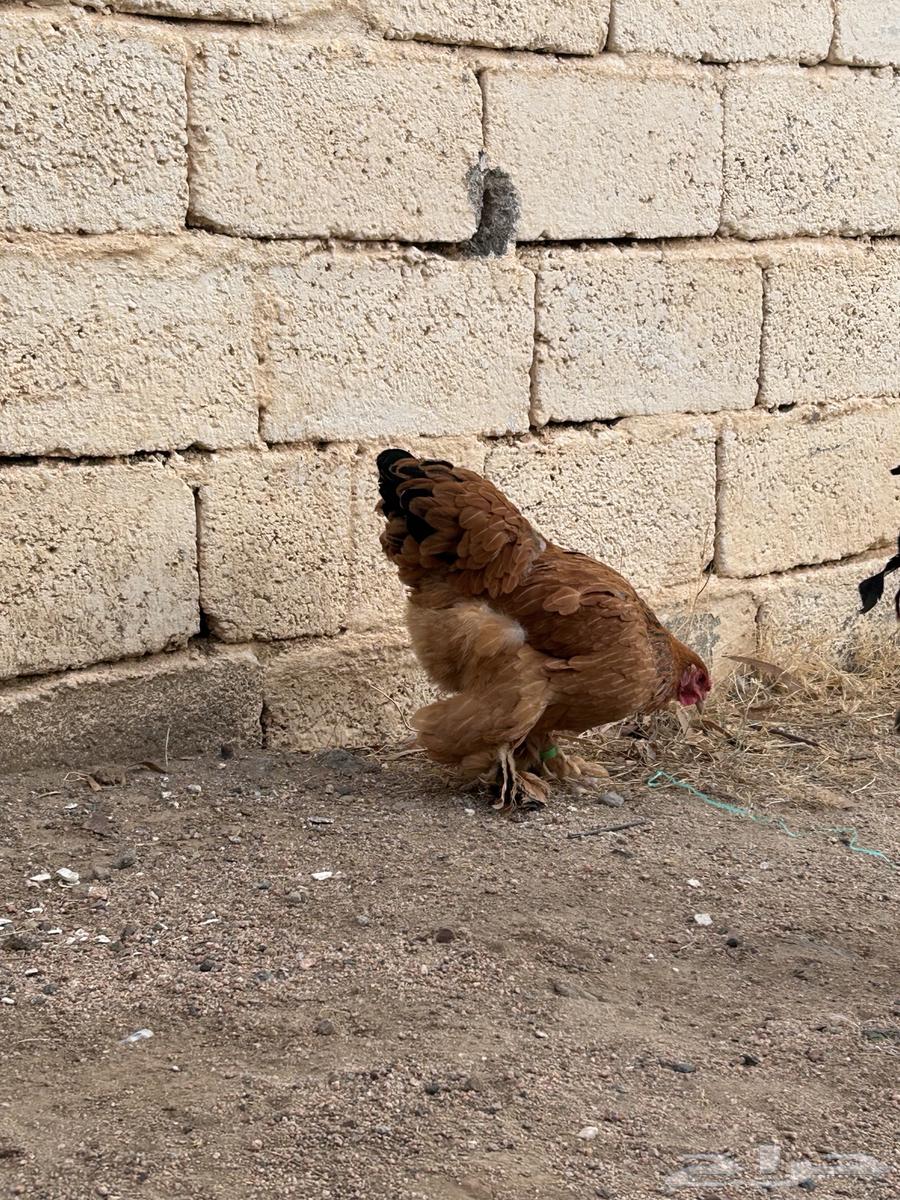 برهاما لبيع64492027025922110