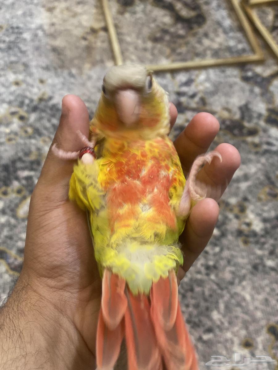 كنيور رد فاكتور اليف وهدد64493137352834111