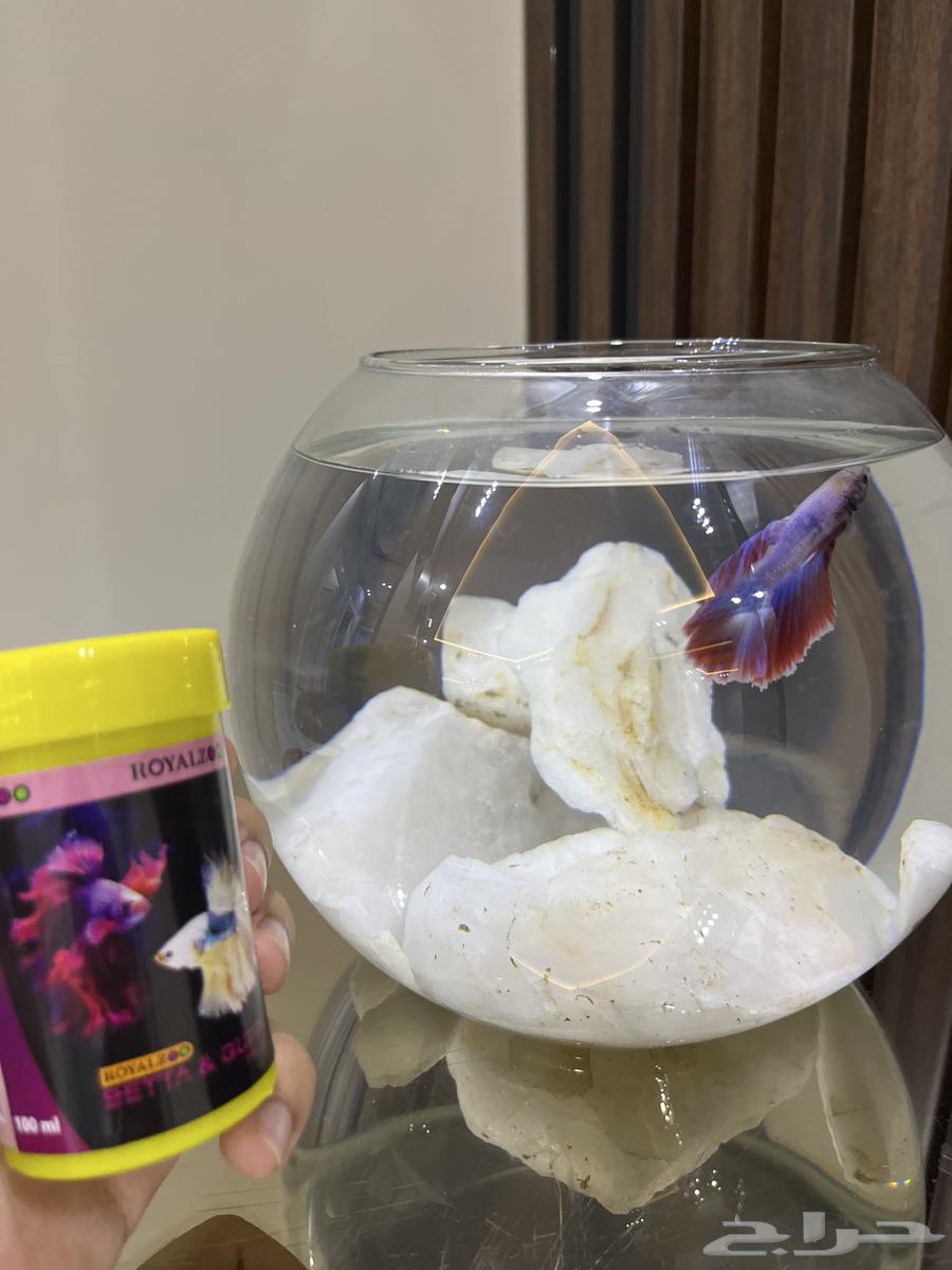 سمكة زينه (فايترا) للبيع مع ملحقاتها64494236076163112