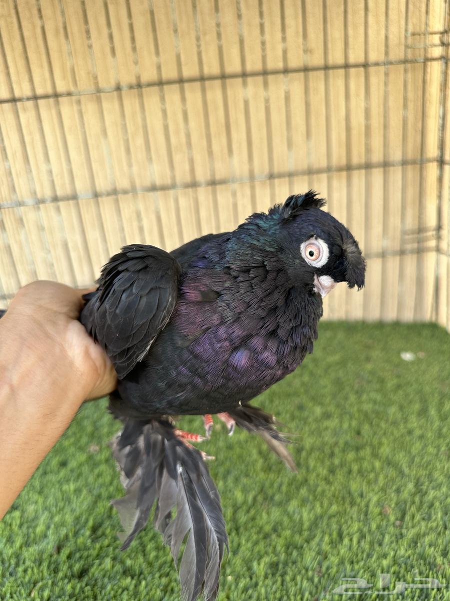 حمام اوزبك جوز منتج من المستويات القوية. للبيع64487952066307112