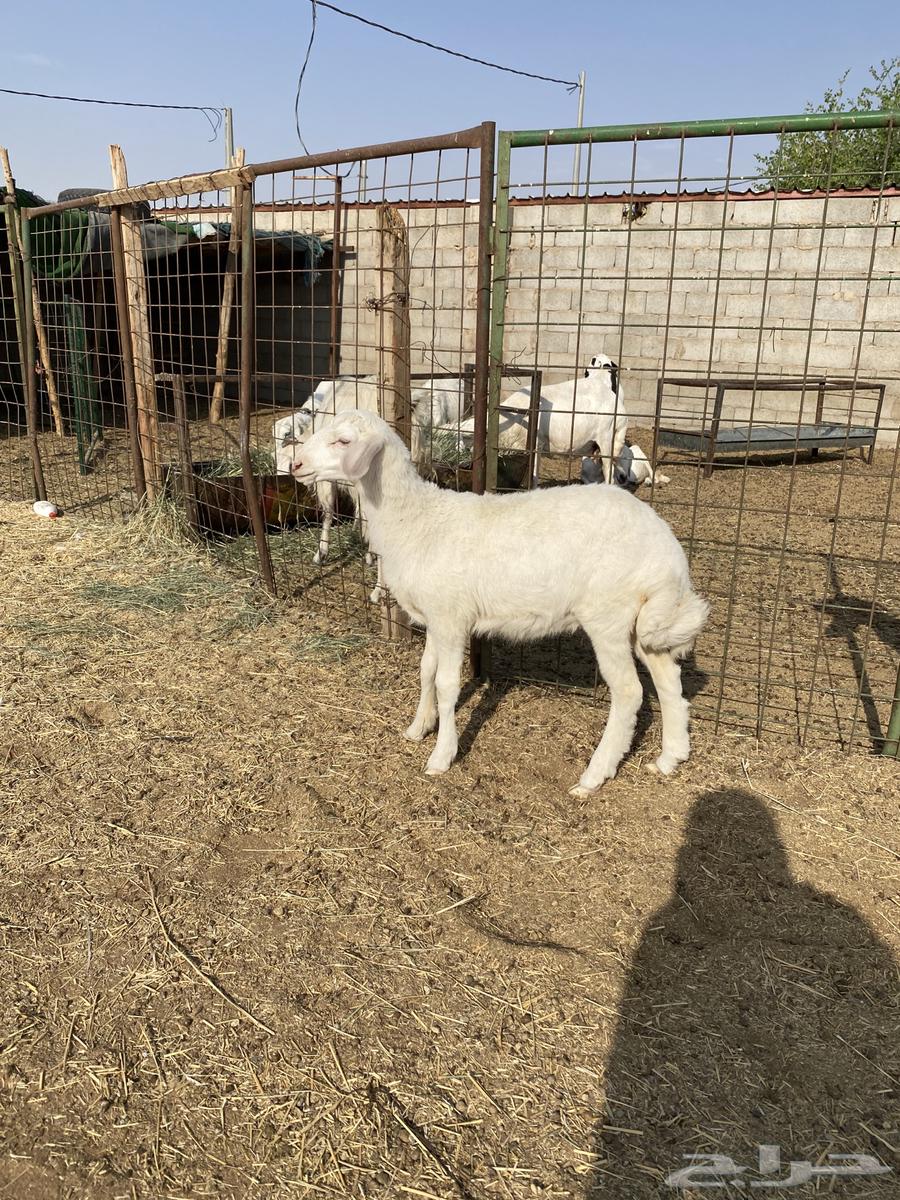 رخل حرية ذبيحة64488090715523111