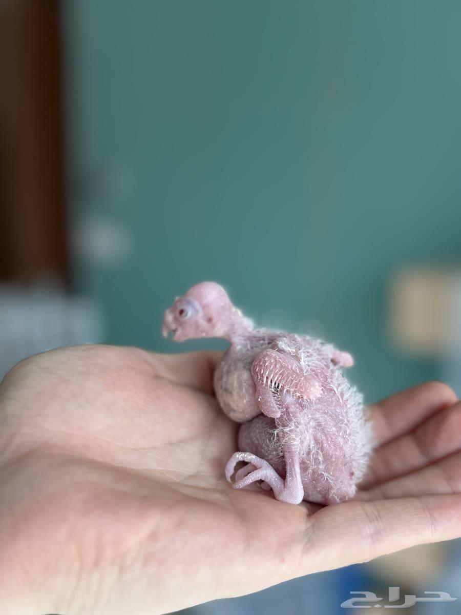 تم البيع64487760230017110