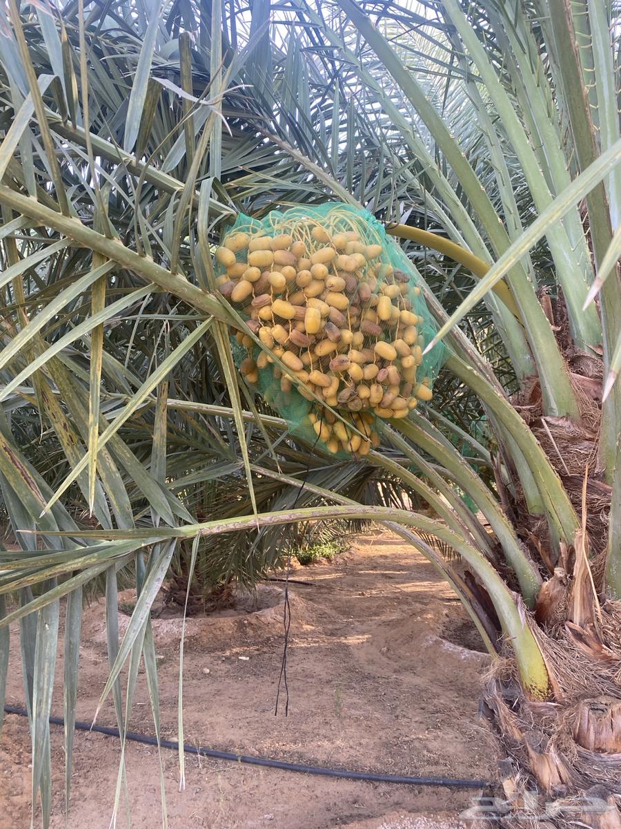 Dates for sale from palm tree64491564715138111