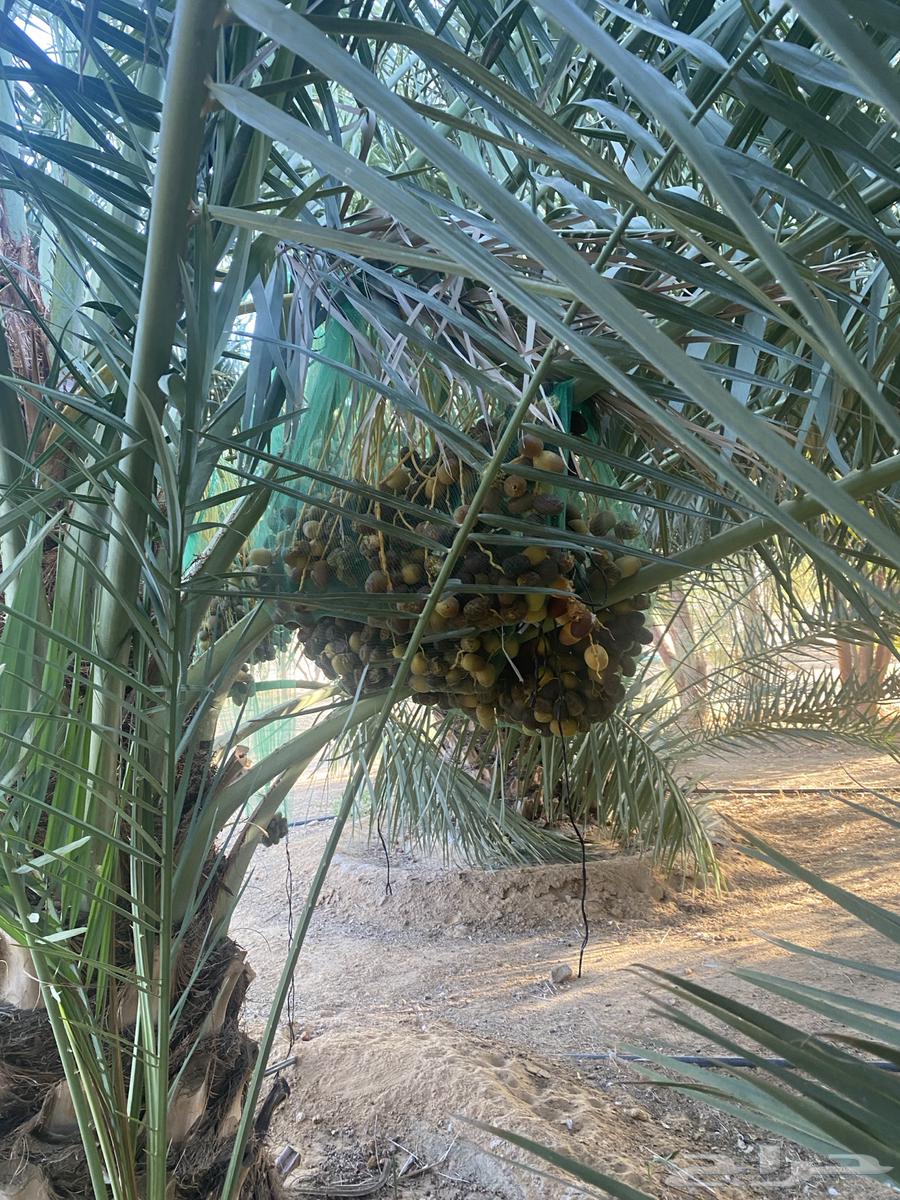 Dates for sale from palm tree64491564715138113