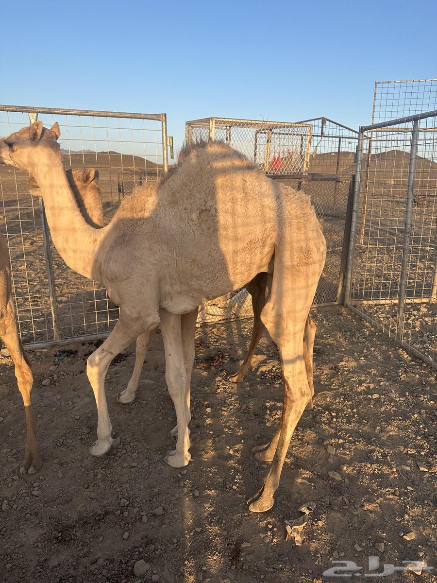 قعود للبيع سوداني64491973232898110