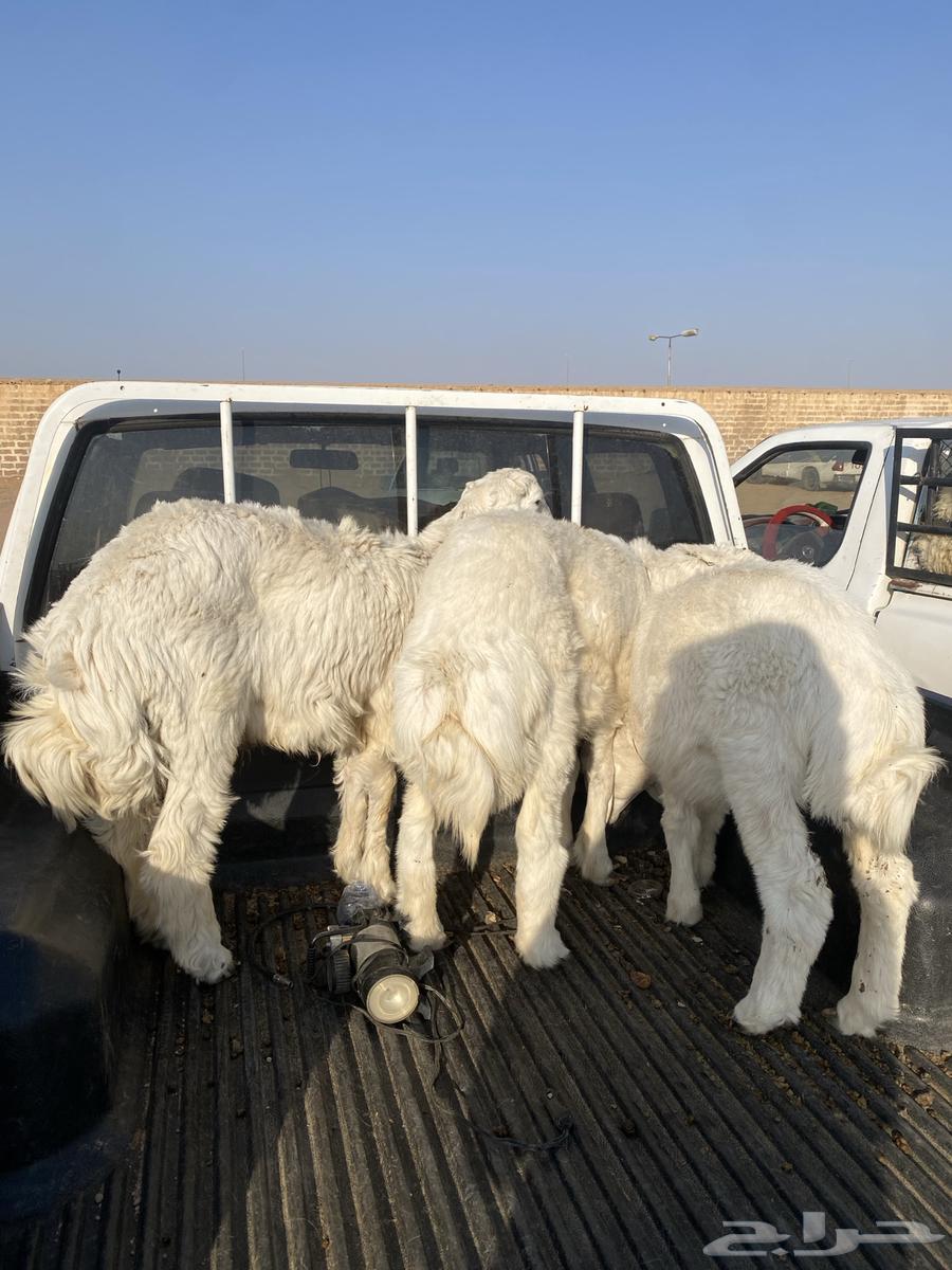 طليان للبيع64487704819459110