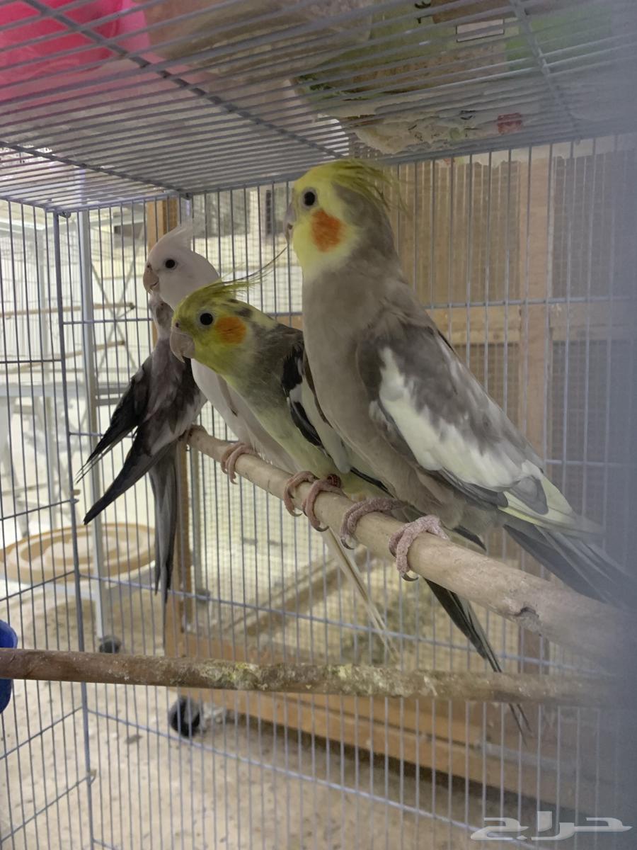 ذكور كروان منتجه تم البيييع64493002312706112