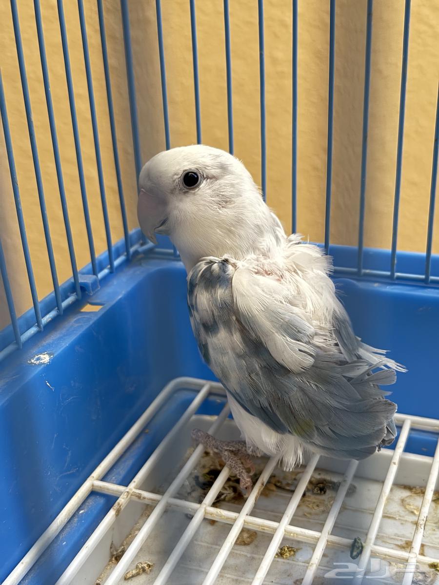 للبيع 3 حبات روزات و1 فيشر64487691033345114