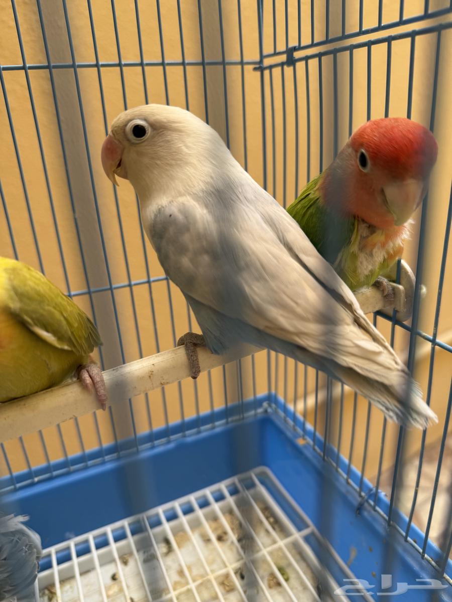 للبيع 3 حبات روزات و1 فيشر64487691033345111