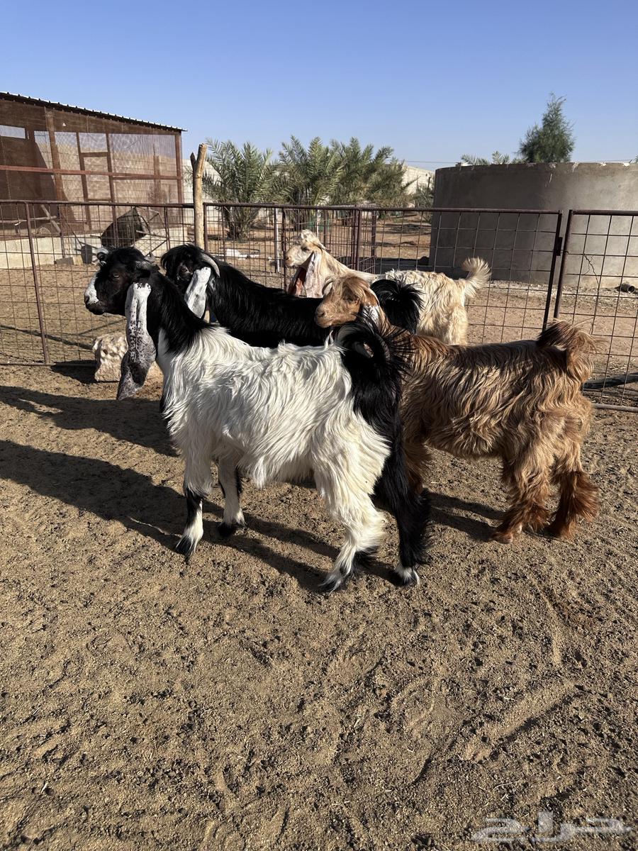 تيوس عوارض وجفرة- تم البيع64491085224323112