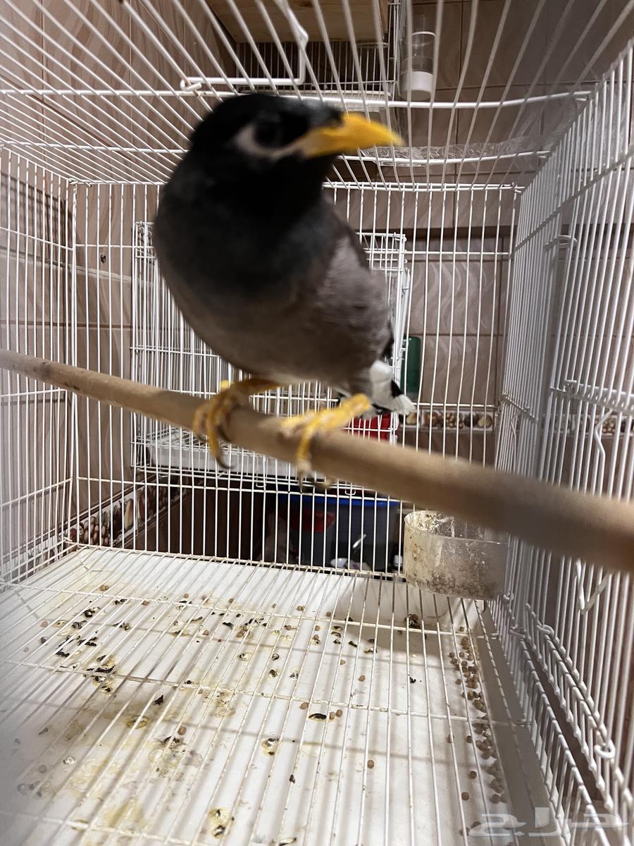 Mino Talkative64488118314626110