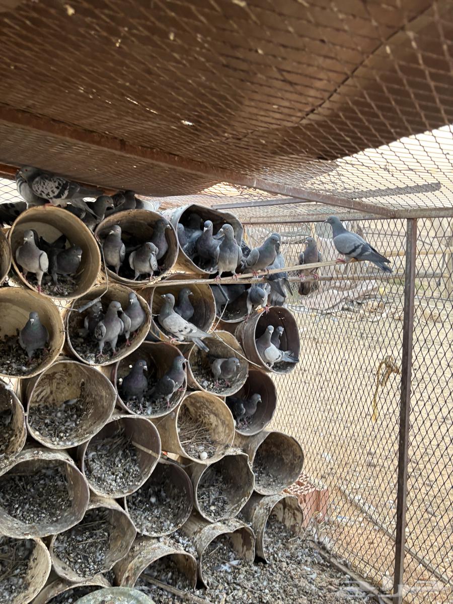 للبيع حمام زاجل64492054088833110