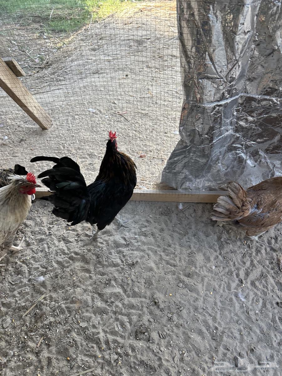 Chicken64487581452034113