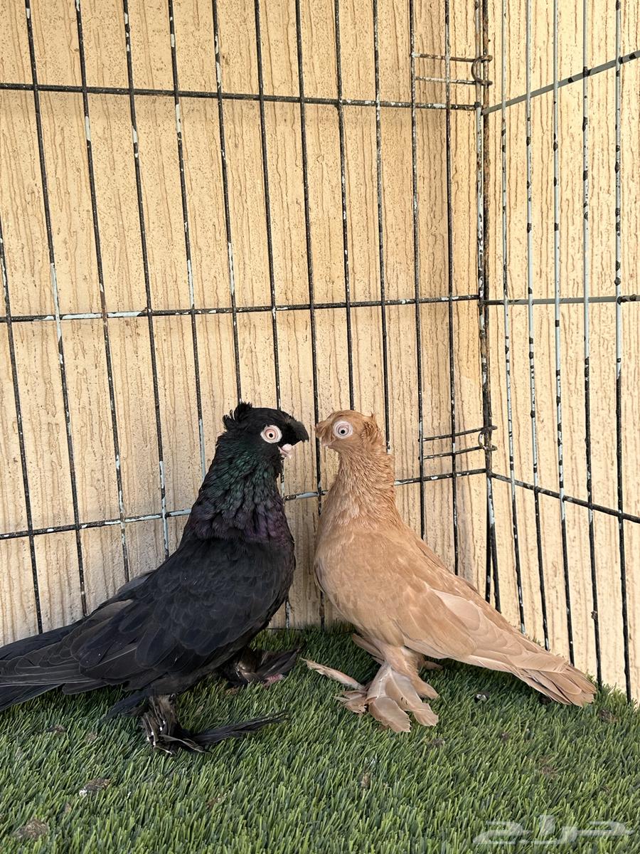 حمام اوزبك جوز منتج من المستويات القوية. للبيع64487952066307110