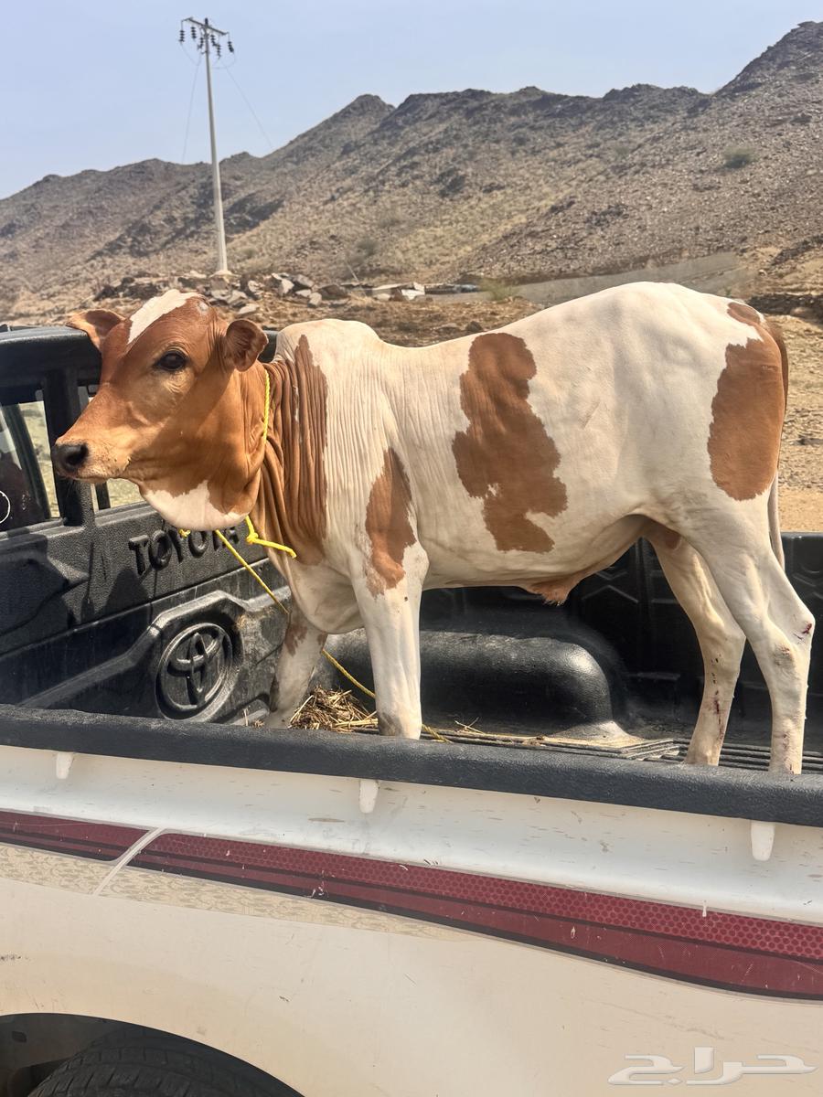 عجل للبيع العمر 8 شهور64488173988994110